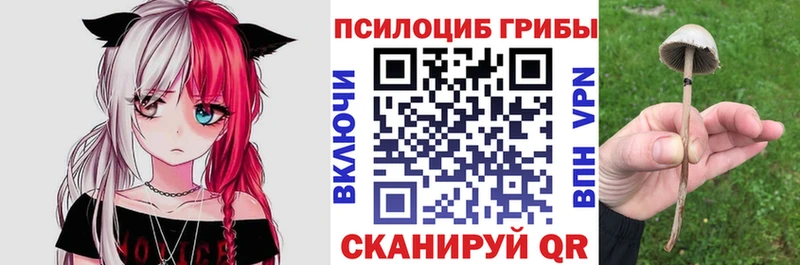 mega вход  Бородино  Псилоцибиновые грибы Psilocybe 
